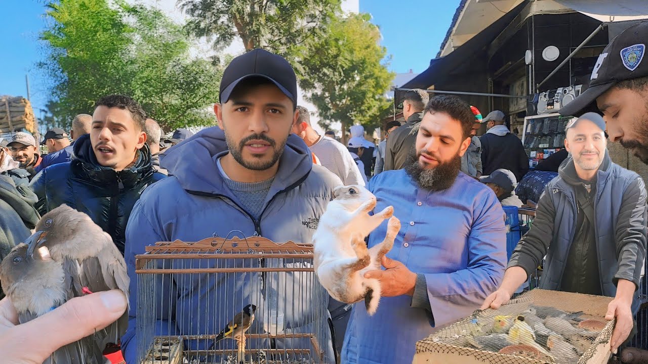 سوق القريعة للطيور السبت 2025/2/8🇲🇦 الحسون الكنار الوطواط دجاج خير موجود