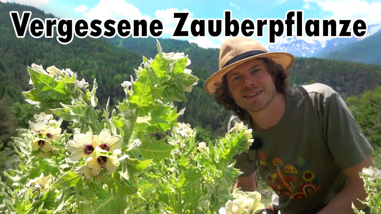 Das Schwarze Bilsenkraut - Eine Psychoaktive Hexenpflanze