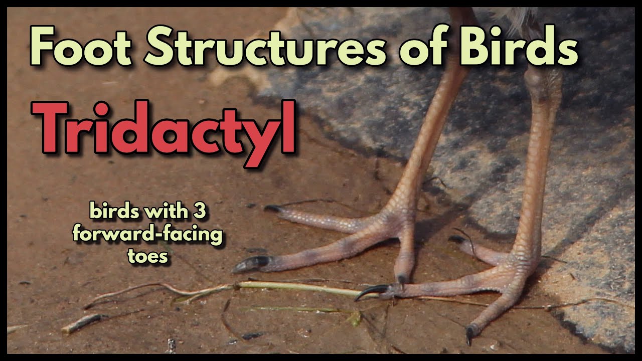 FOOT STRUCTURES OF BIRDS - TRIDACTYL feet - birds with 3 front-facing toes