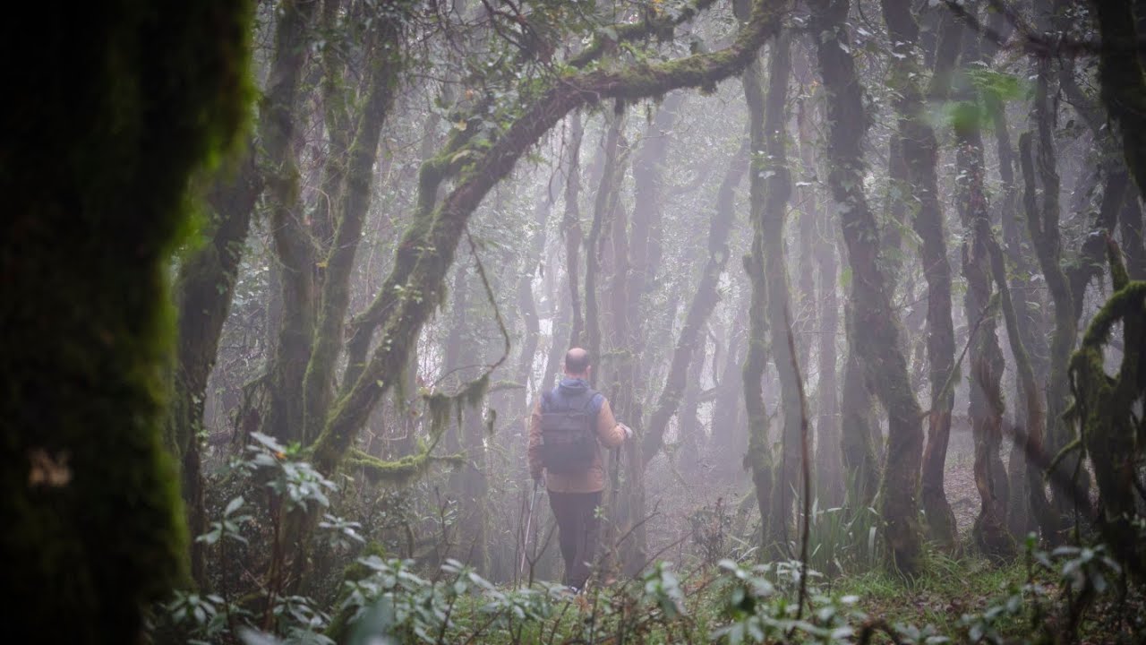 Llanos del Juncal. Bosque de niebla.