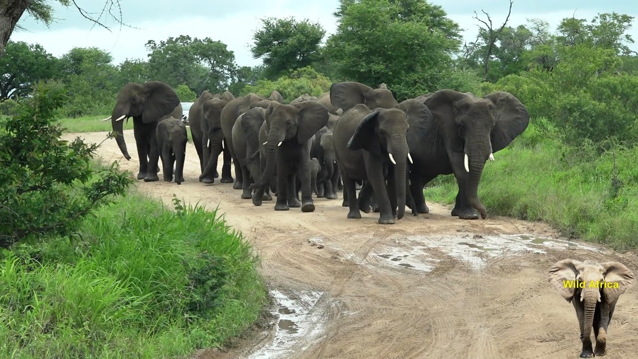 Caught Between Lions And Angry Elephant Herd