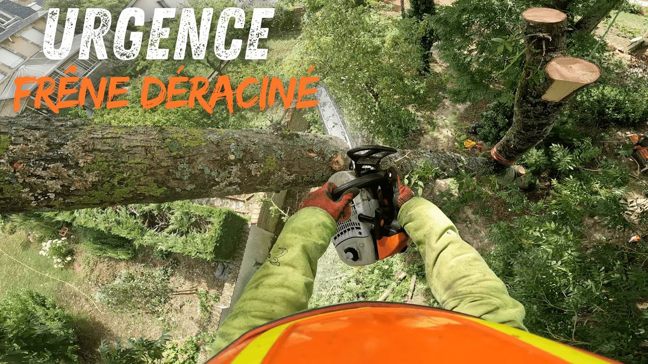 ⚠️ URGENCE ⚠️ Un Frêne déraciné / STIHL MS 201