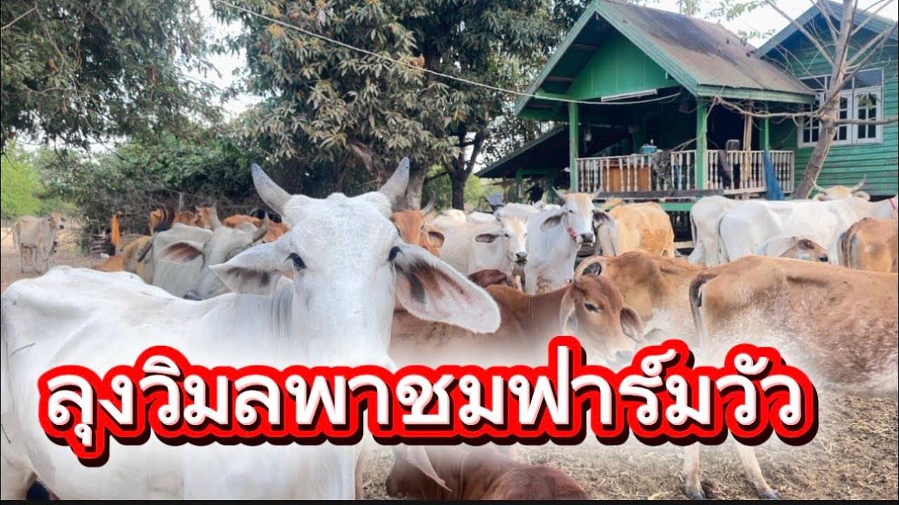 ลุงวิมลส่งหัวอาหารวัว บ.อุ่มเหม้า อ.พังโคน จ.สกลนคร #คนเลี้ยงวัว 