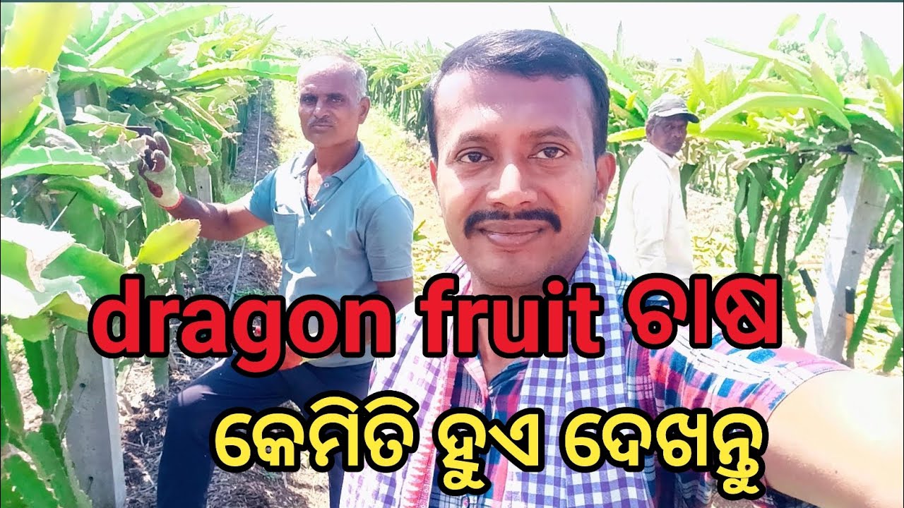 Dragon fruit ଚାଷ #dragonfruit #cultivater #audiance #viralvideo #likeandsubscribe #efarmingodisha 