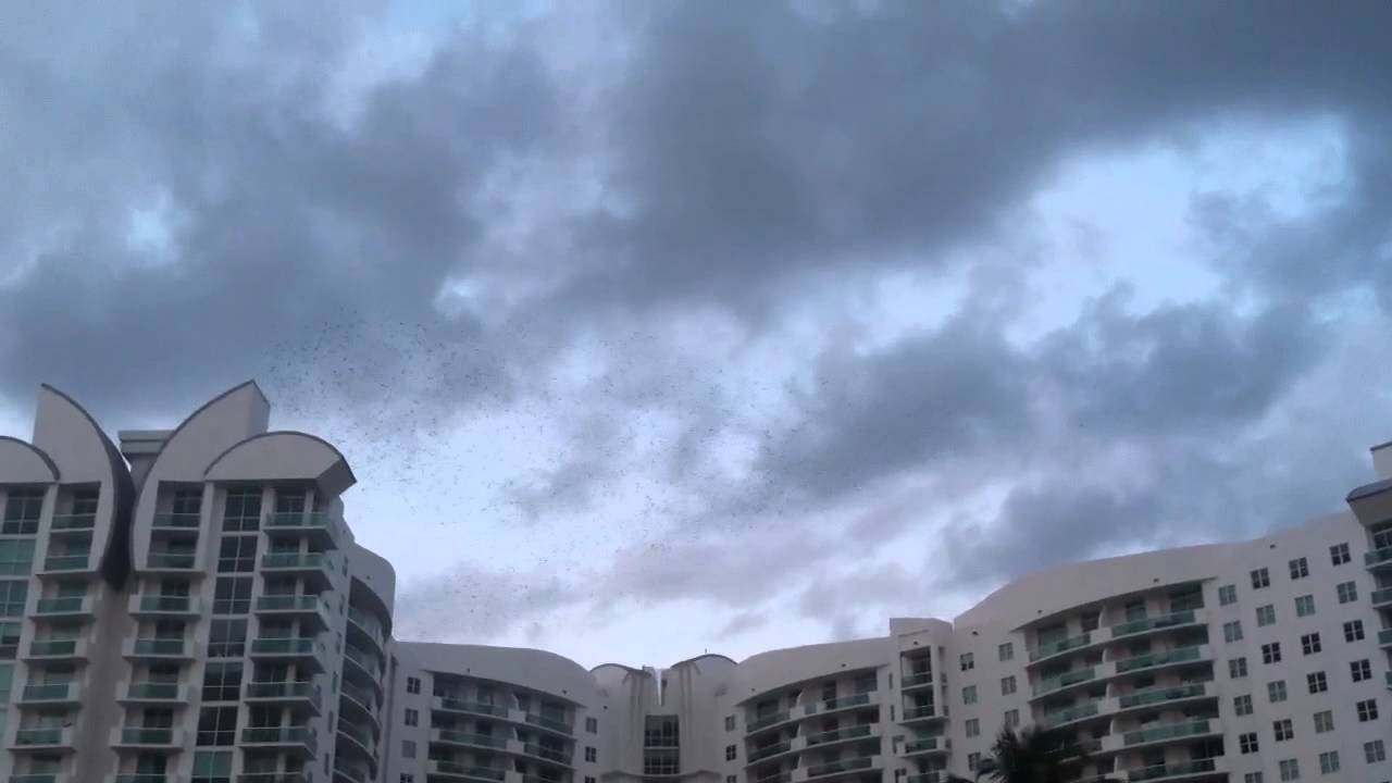 Invasion de pajaros en miami 2