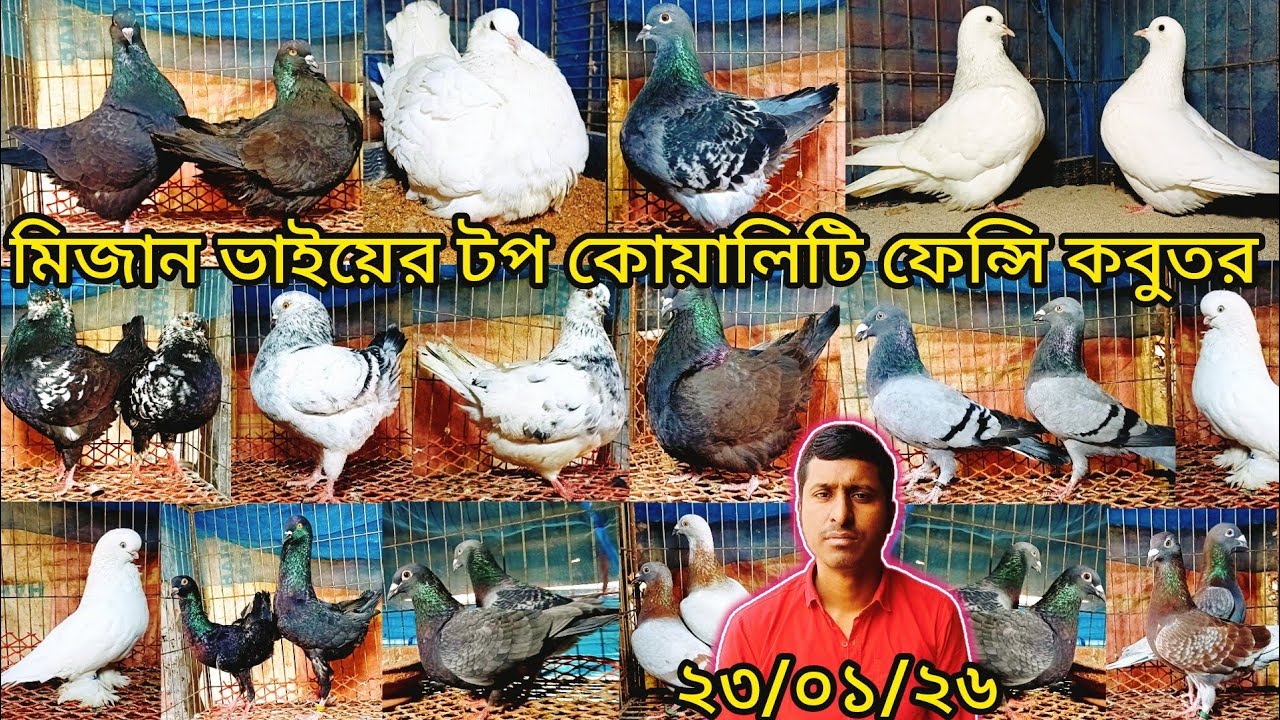 মিজান ভাইয়ের জনপ্রিয় টপ কোয়ালিটি ফেন্সি কবুতর কিনুন | pigeon video | কবুতর | pigeon | fancy |