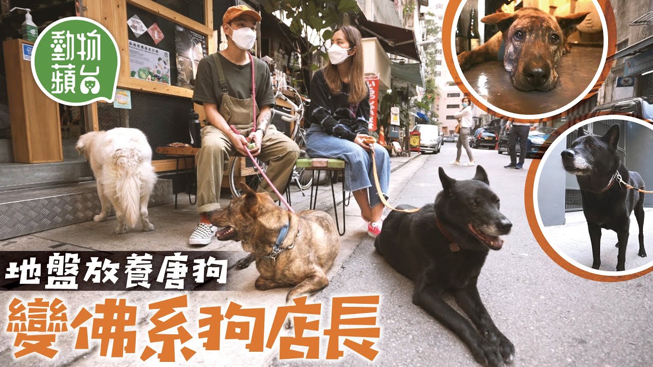 銅鑼灣賣酒小店有隻12歲唐狗狗店長 看守地盤10年全身發臭僅餘三成毛 幸獲酒舖店主收養街坊眾籌救治 #區區有明星 #動物蘋台─果籽 香港 Apple Daily─原刊日期：20210415