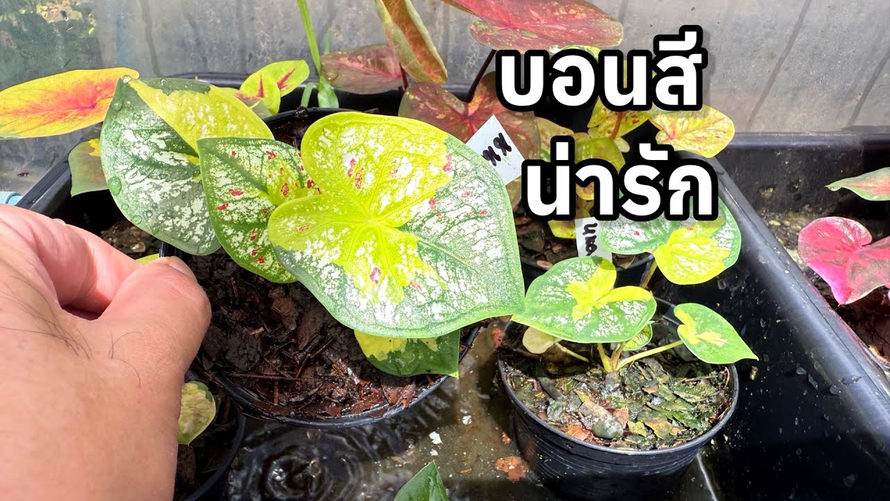 หายไปนานบอนสีเป็นไงบ้างน้อ|เบิดชัย บอนสี
