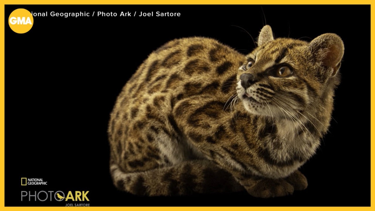 Brand new cat species discovered
