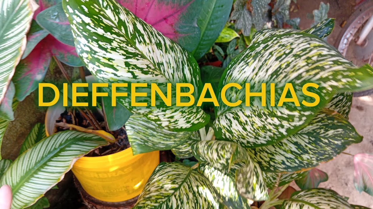 TOUR PELAS DIEFFENBACHIAS