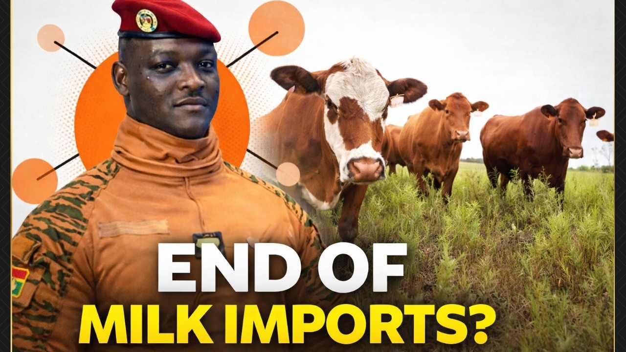 Burkina Faso Imports 710 Brazilian Cows to End Milk Imports | Africa’s Dairy Revolution