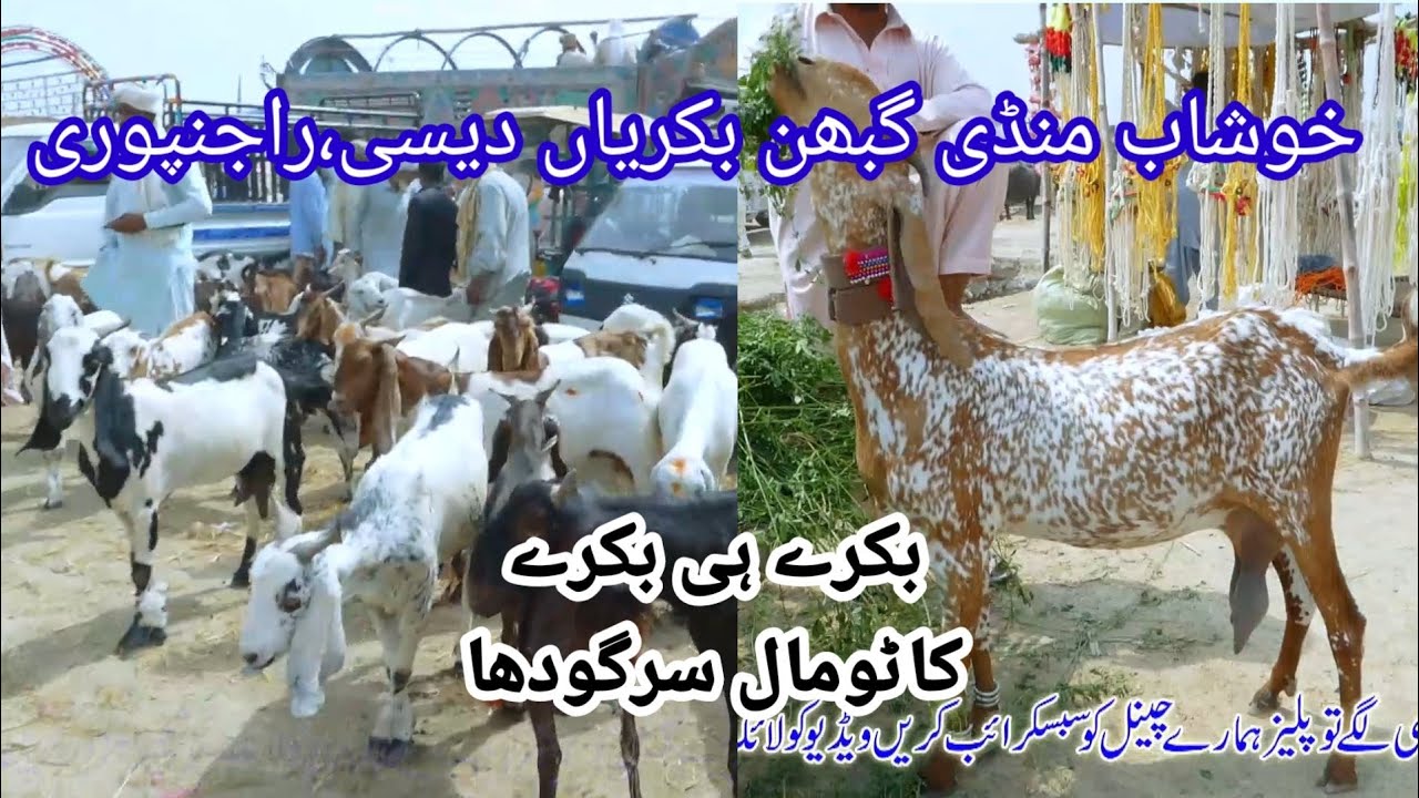 Desi bakriya gaban bacho wali bakriya goats with babies Mianwali Khushab mandi