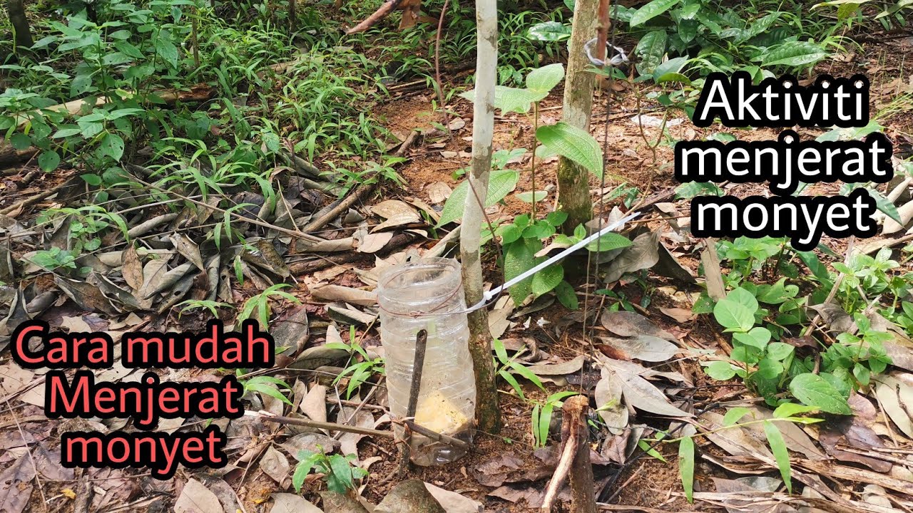 Aktiviti menjerat monyet || cara mudah menjerat monyet