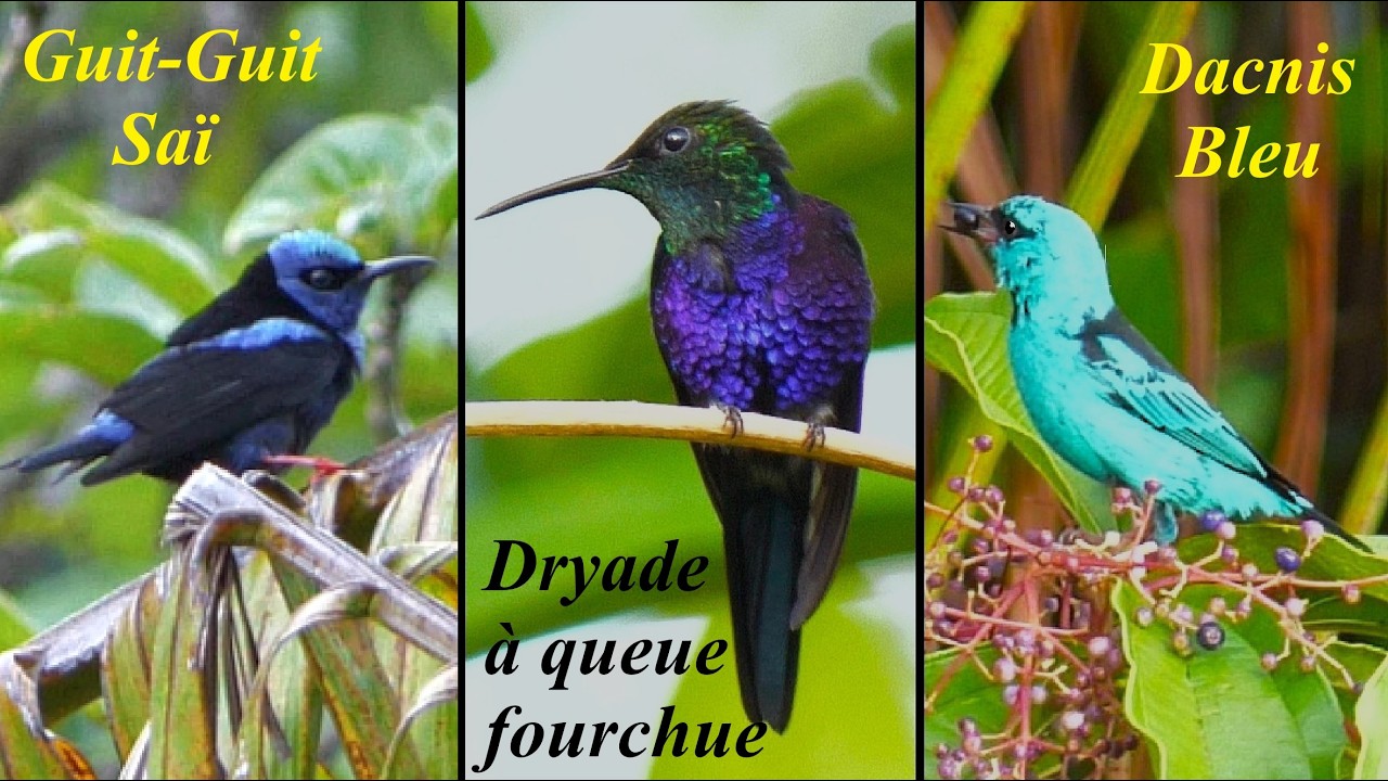 50 Nuances de Bleus