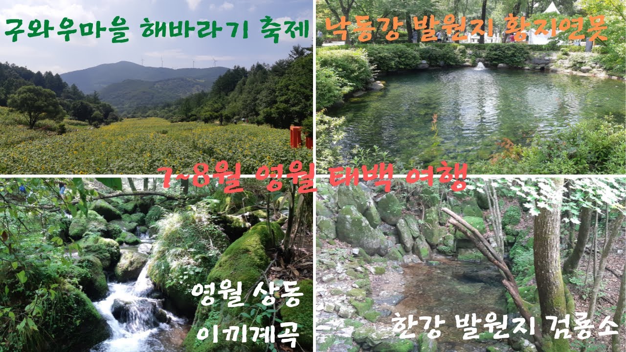 7~8월 영월 태백 여행ㅣ태백 구와우마을 해바라기 축제ㅣ황지연못ㅣ검룡소ㅣ영월 상동이끼계곡ㅣ places worth visiting in Yeongwol and Taebaek