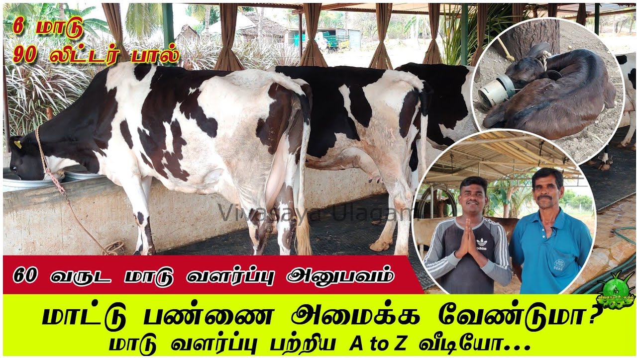 மாட்டு பண்ணை அமைக்க வேண்டுமா / மாடு வளர்ப்பு பற்றிய A to Z தகவல்கள் ?? Miss பண்ணி விடாதீங்க ??