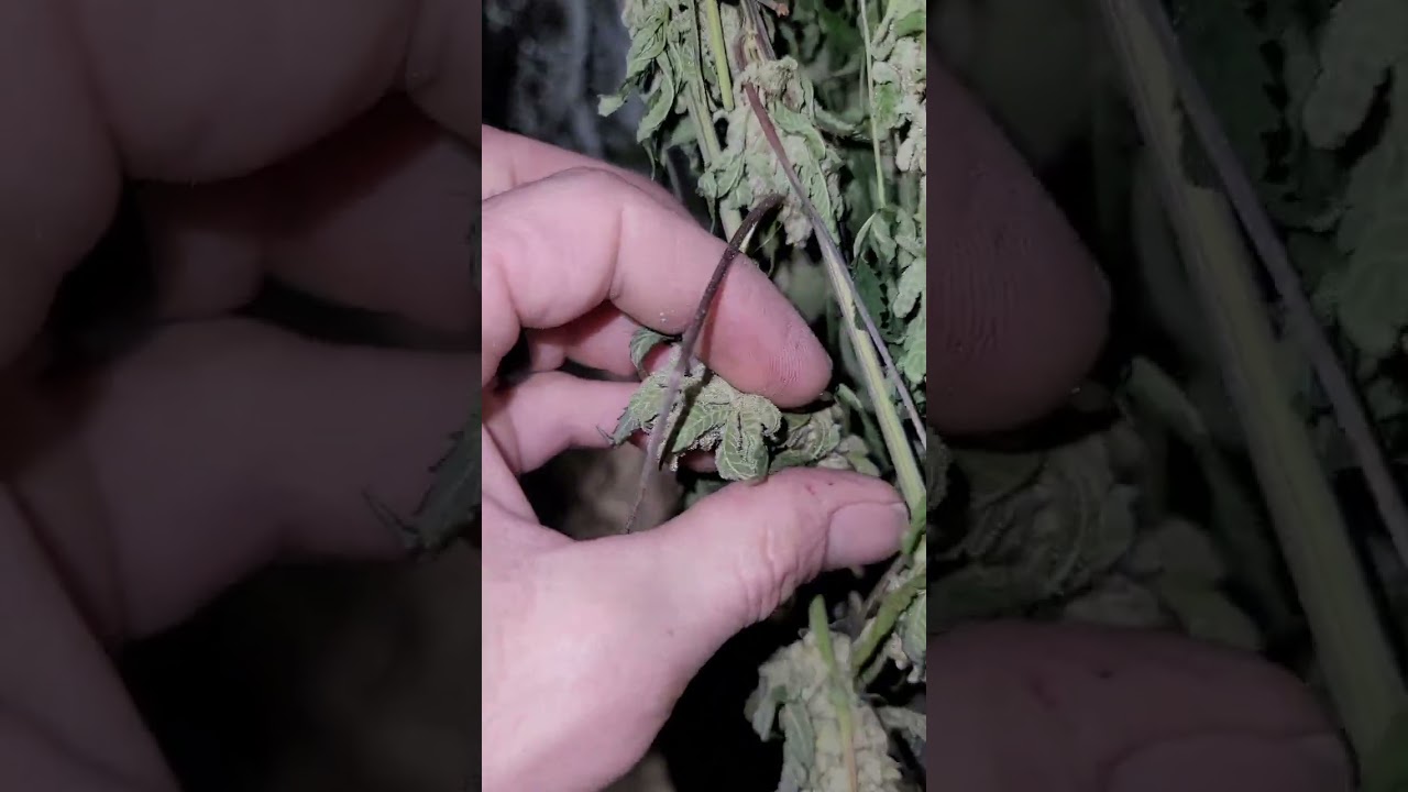 How to Dry Cannabis Plants - How to Tell When Cannabis Plants are Done Drying and Ready for Trim