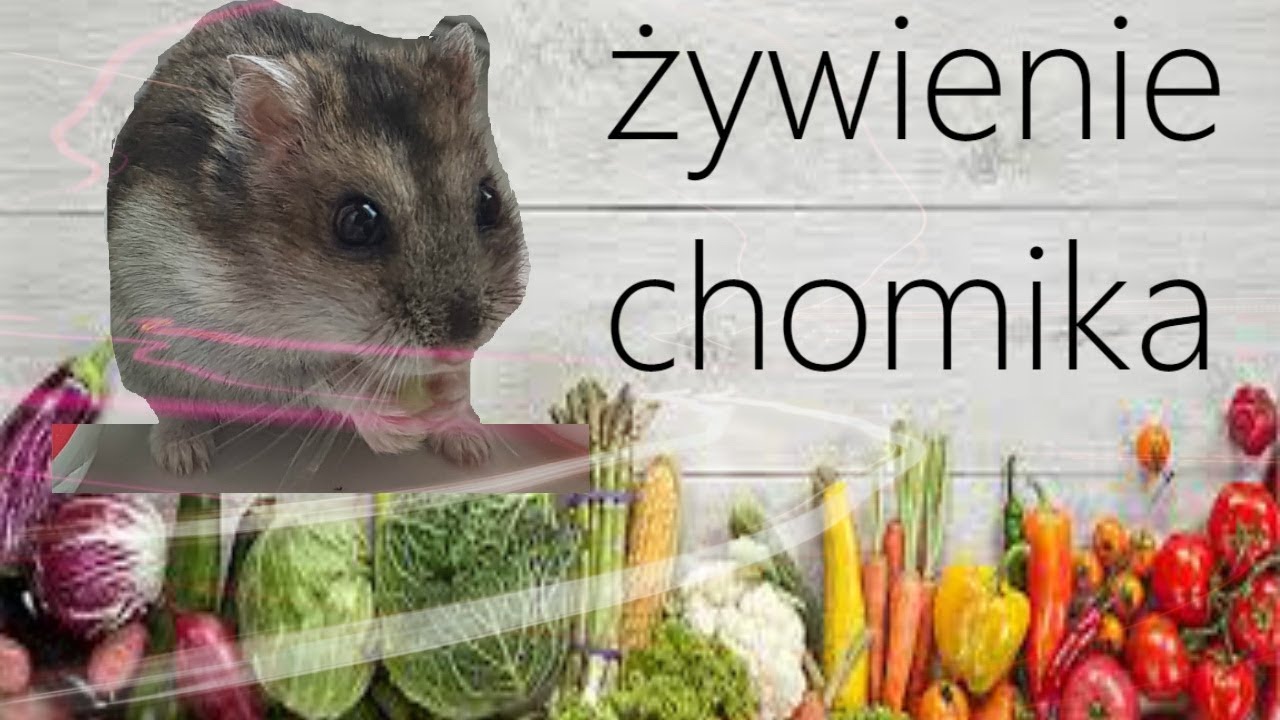 ŻYWIENIE CHOMIKA🥕