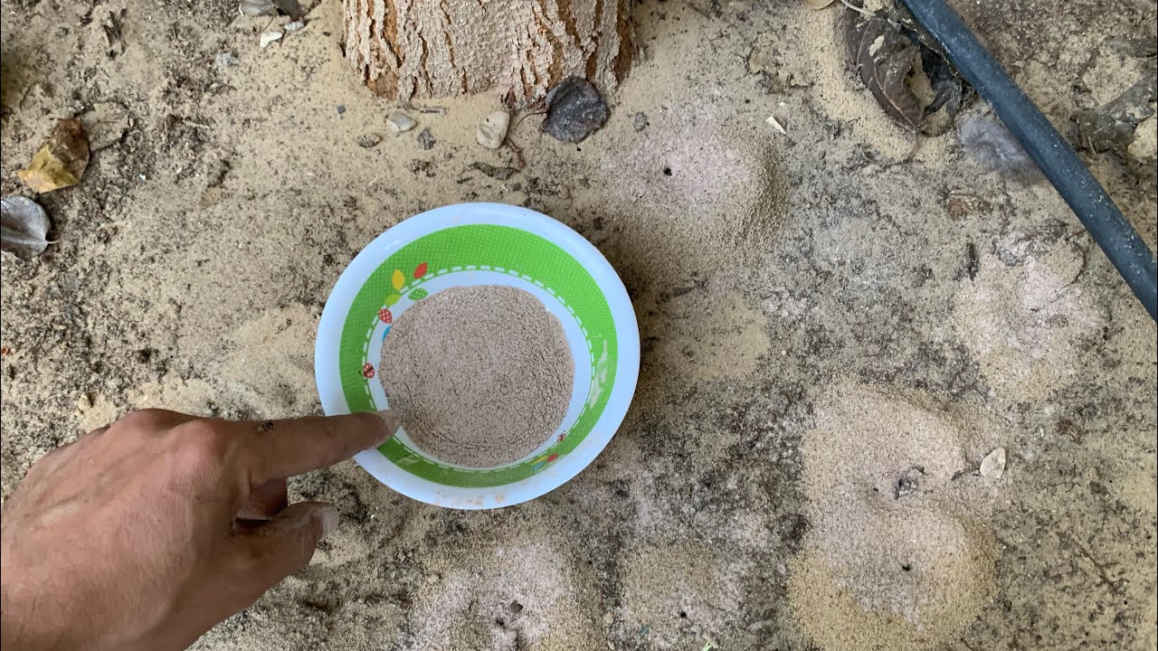 تخلص من النمل نهائيًا في أحواض الزرع والأصص مع ضمان عدم عودته مرة أخري