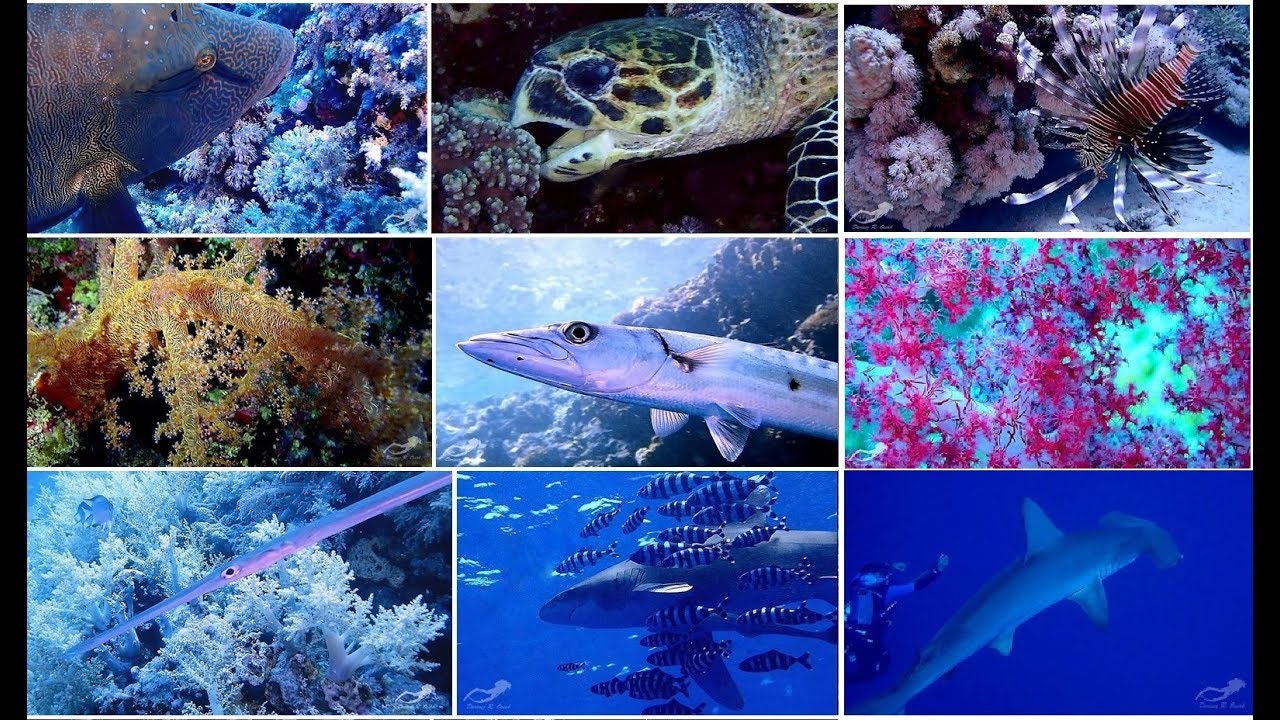 The best diving in Red Sea, Big brother, Little Brother, Daedaluse, Elphinstone, Abu Dabah