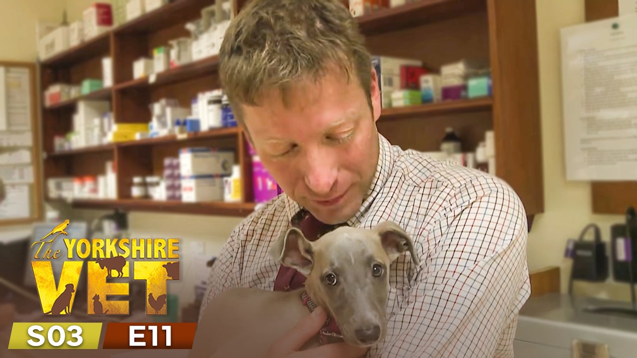 The Yorkshire Vet Season 3 Episode 11 Winter on the Moors | Full Episode