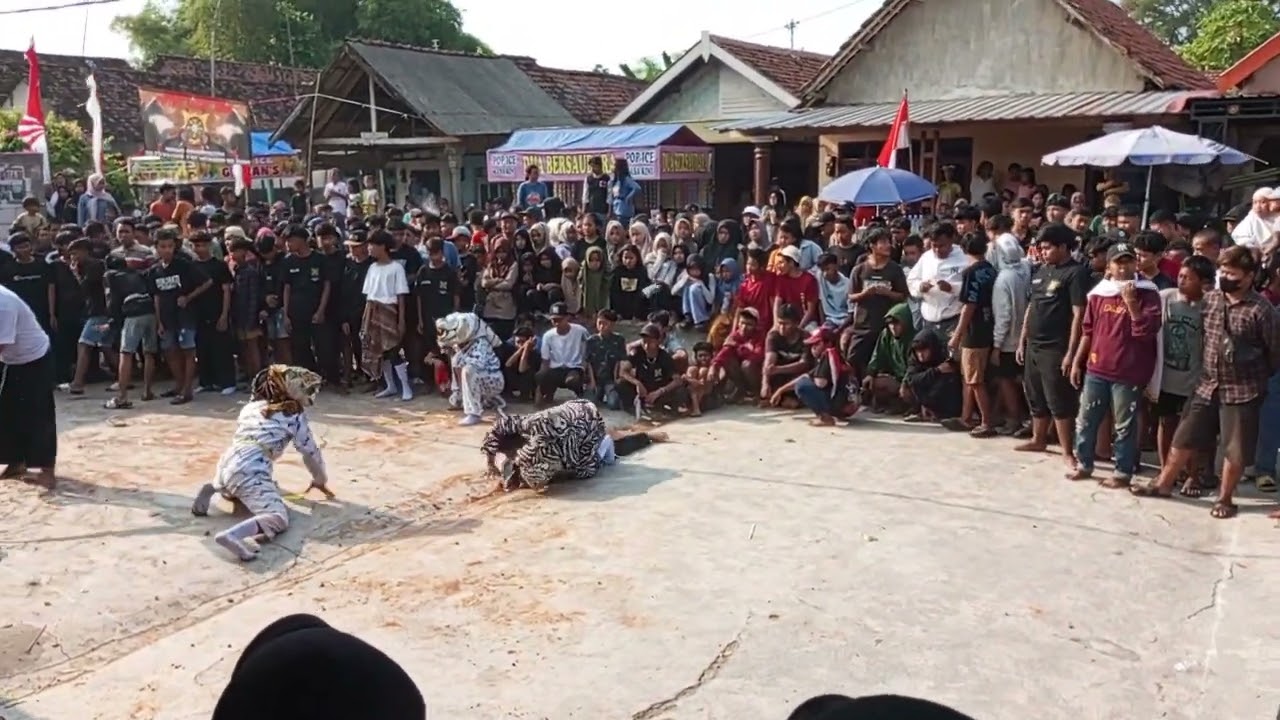 #MACANAN FULL TAWURAN # BANTENGAN ( PJA )
