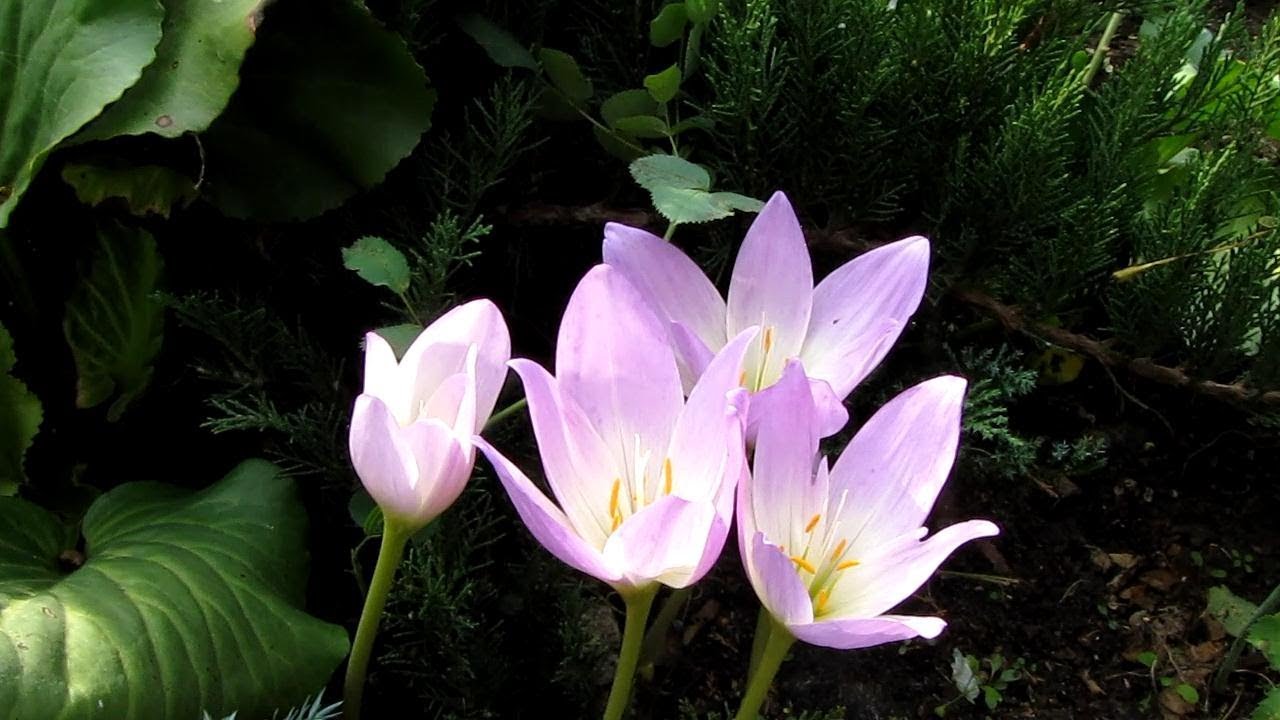 ЯДОВИТОЕ  РАСТЕНИЕ в нашем цветнике - БЕЗВРЕМЕННИК.