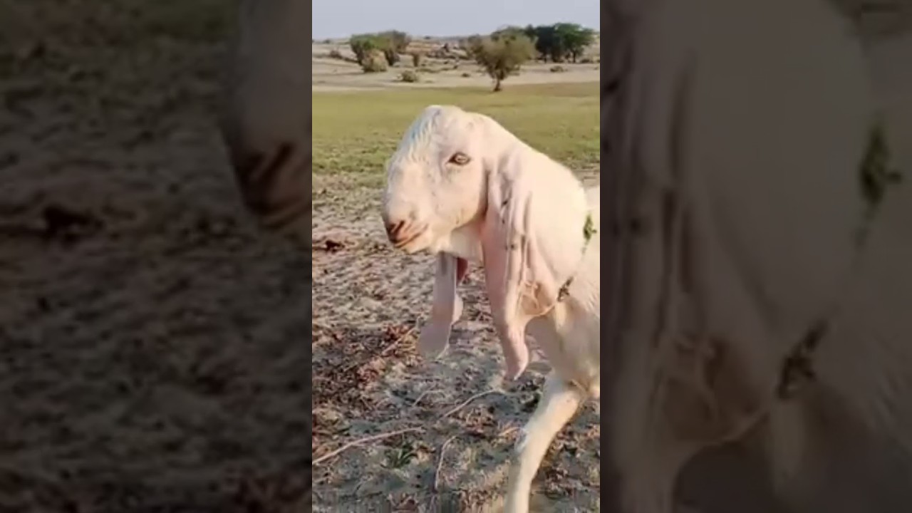 qurbani #2023 #goatfarminginpakistan