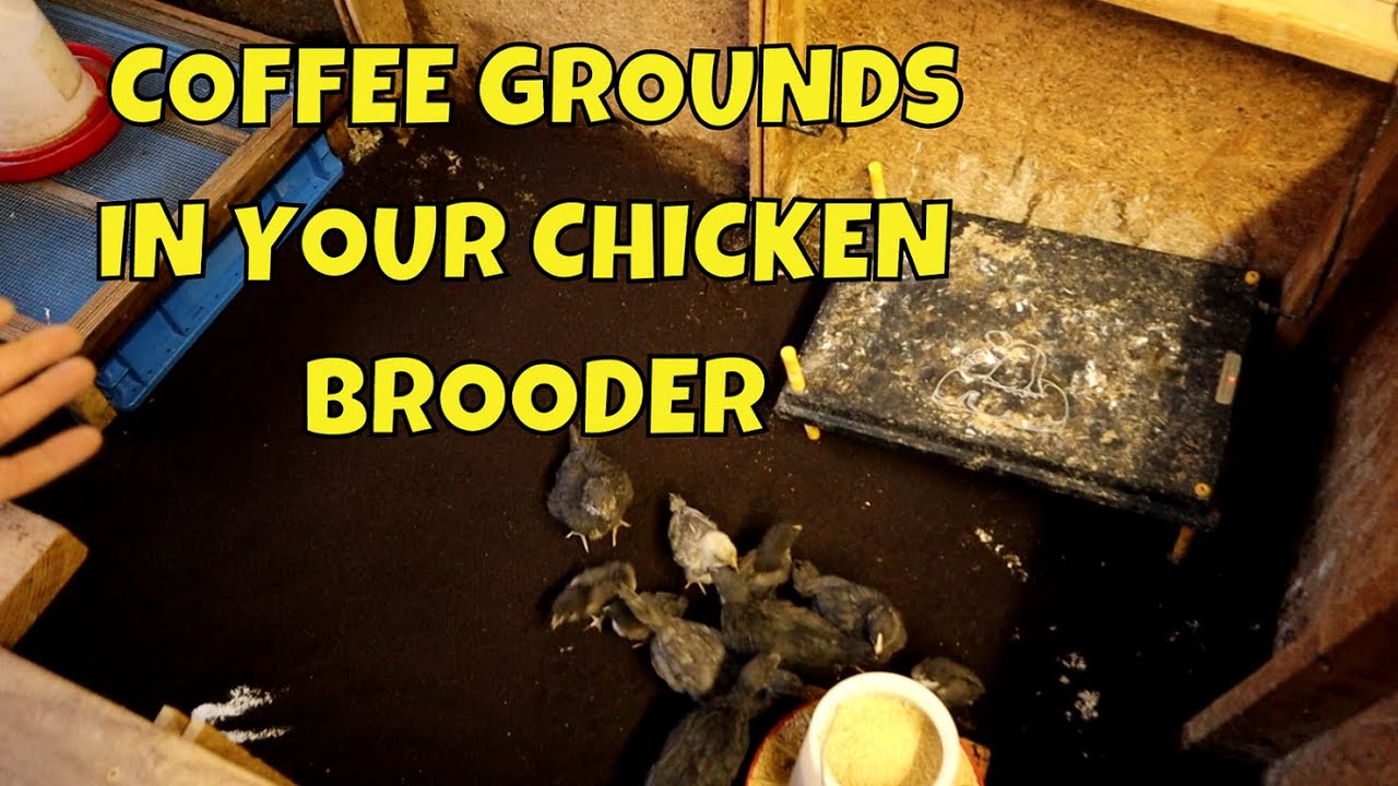 Coffee Ground Bedding For Chickens