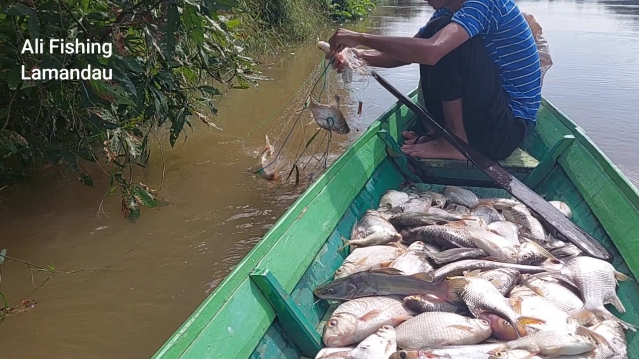 KETIKA AIR SUNGAI NAIK PANEN IKAN PUTIHAN PUN TERJADI