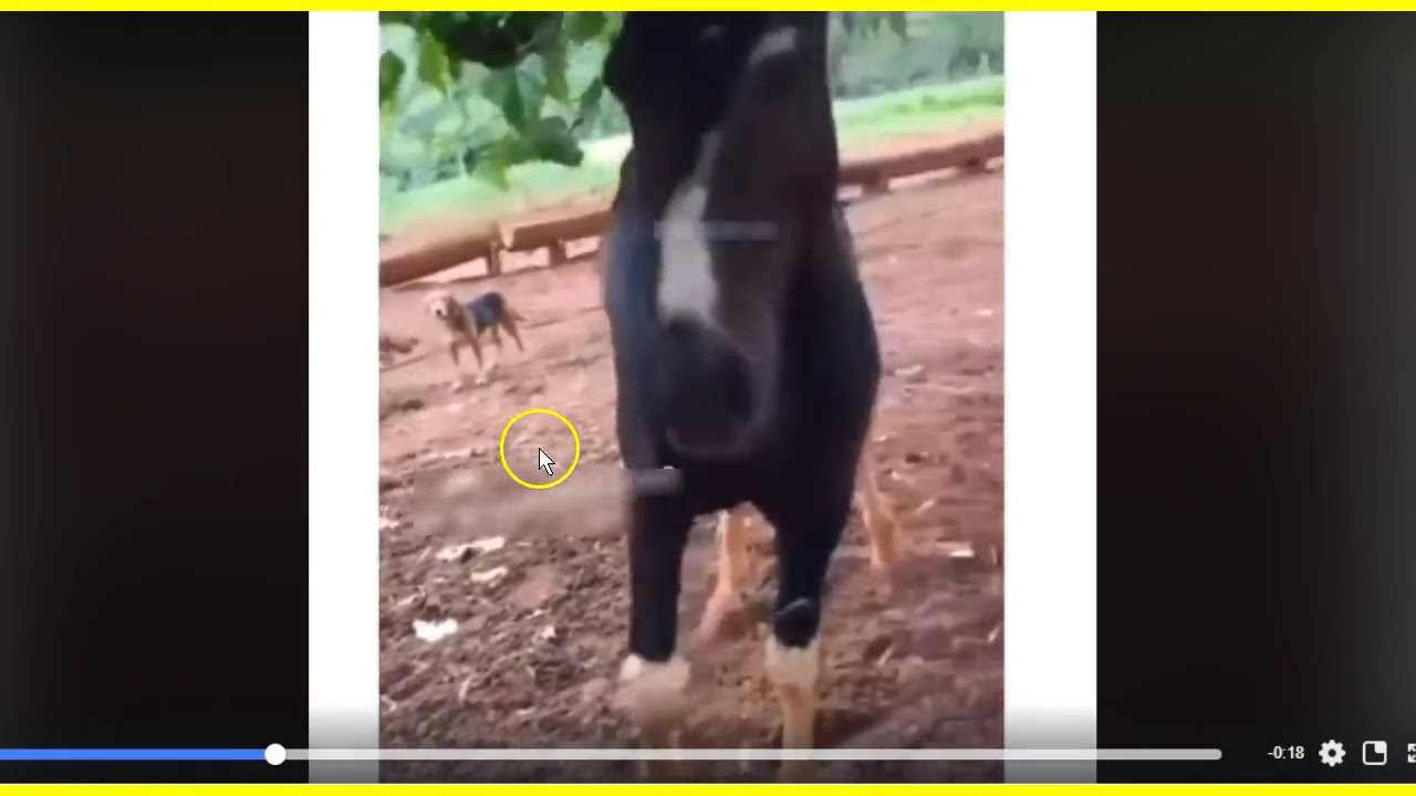 Horse Warns Stupid Human 3 Times - This Is NOT A Horse Problem - This Is A People Problem