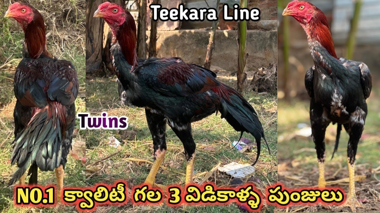 Teekar line 3 విడికాళ్ళ పట్టాపుంజులు 8019616346 #aseelmurga #aseel