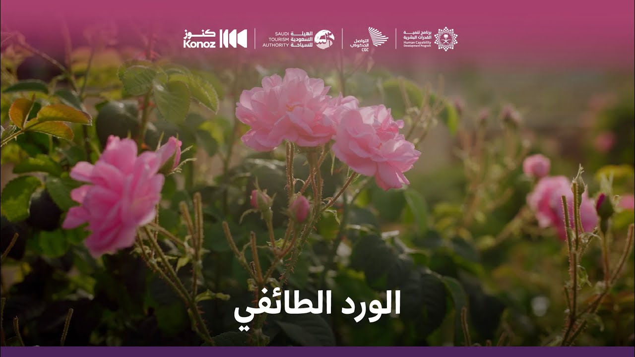 من هالأرض - الورد الطائفي | From This Land -Taif Rose