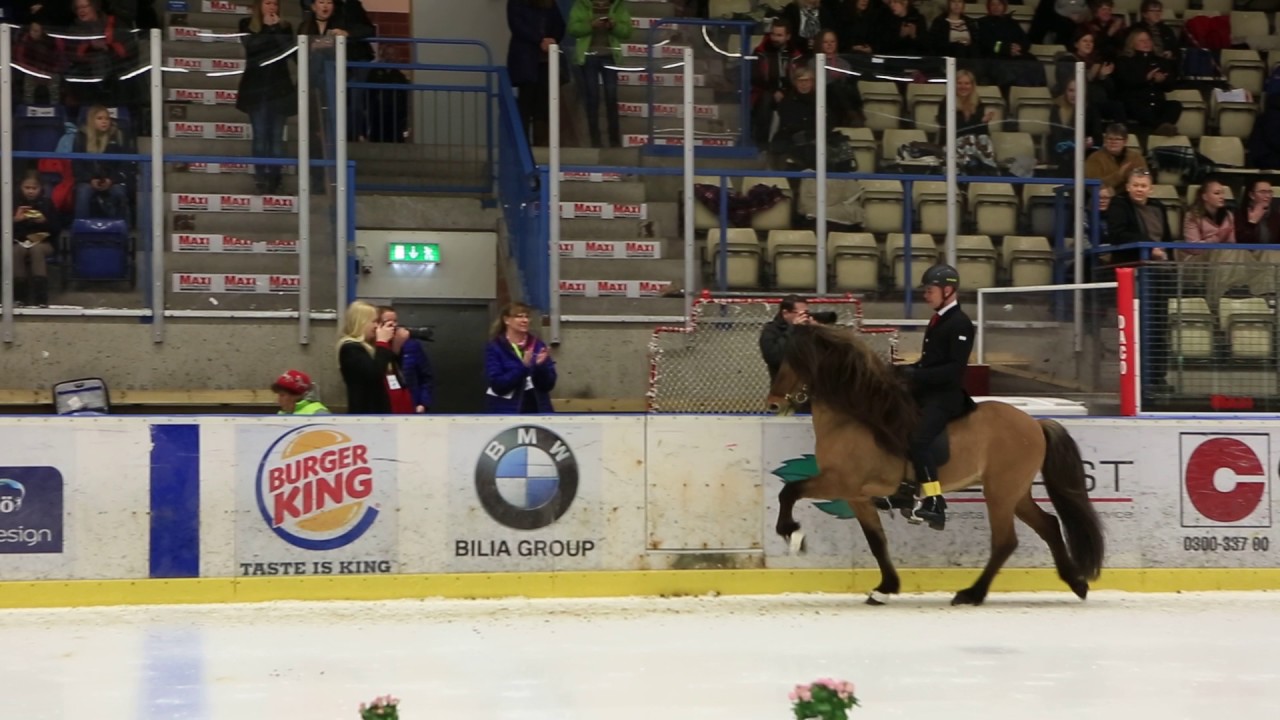 Tölt on Ice T3 uttagning Bernt/Tígull, Vignir/Ivan och Jóhann/Hnokki