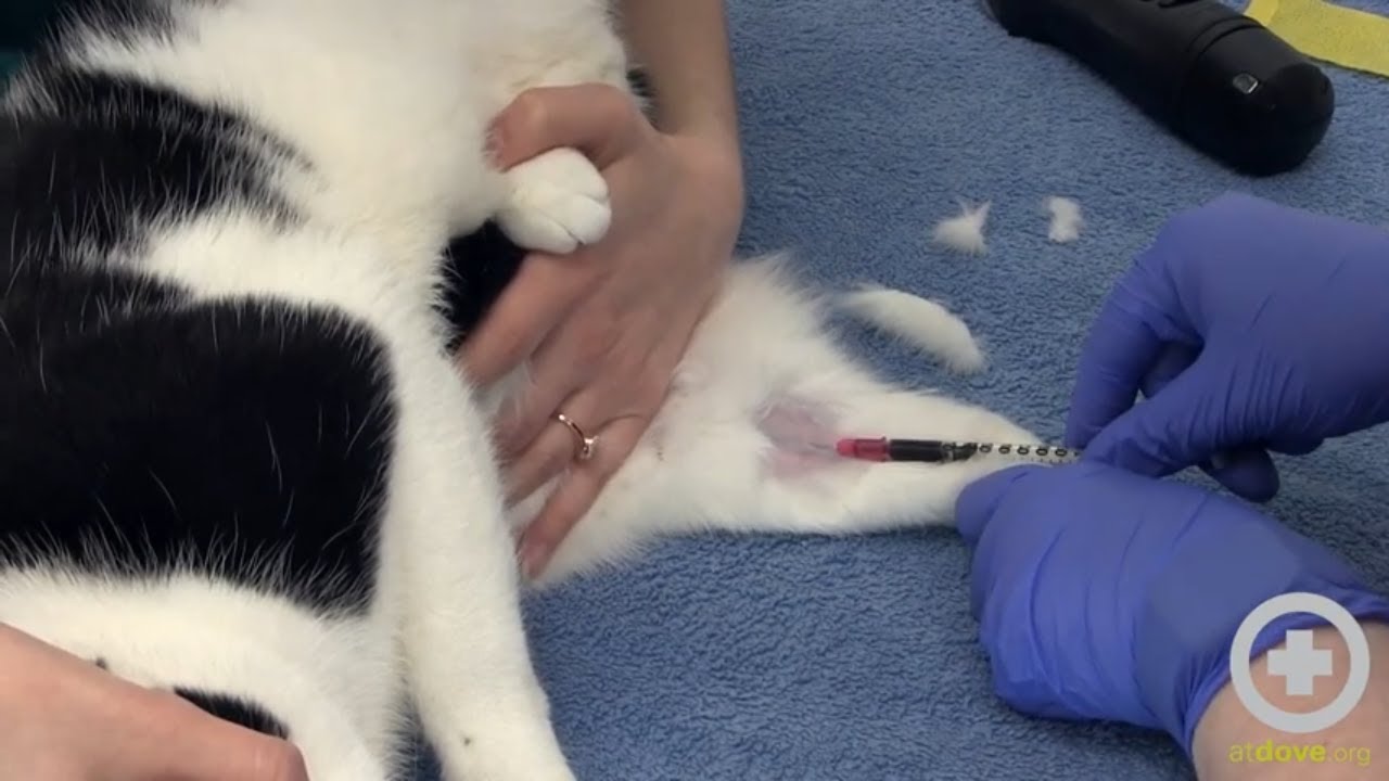 How to Draw Blood From the Medial Saphenous Vein of a Cat