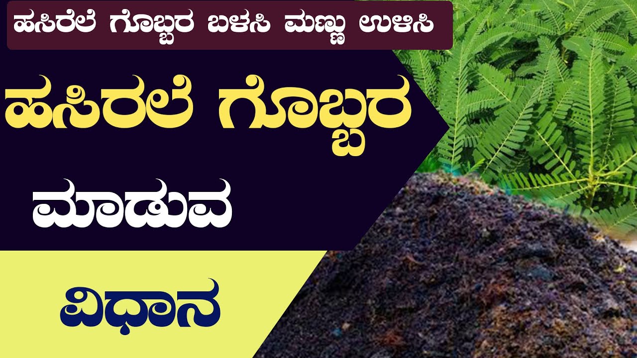 ಹಸಿರೆಲೆ ಗೊಬ್ಬರ ಬೆಳೆಯುವ,ಬಳಸುವ ವಿಧಾನHow to grow Green menuers plant#ಹಸಿರೆಲೆಗೊಬ್ಬರ#greenmenuer