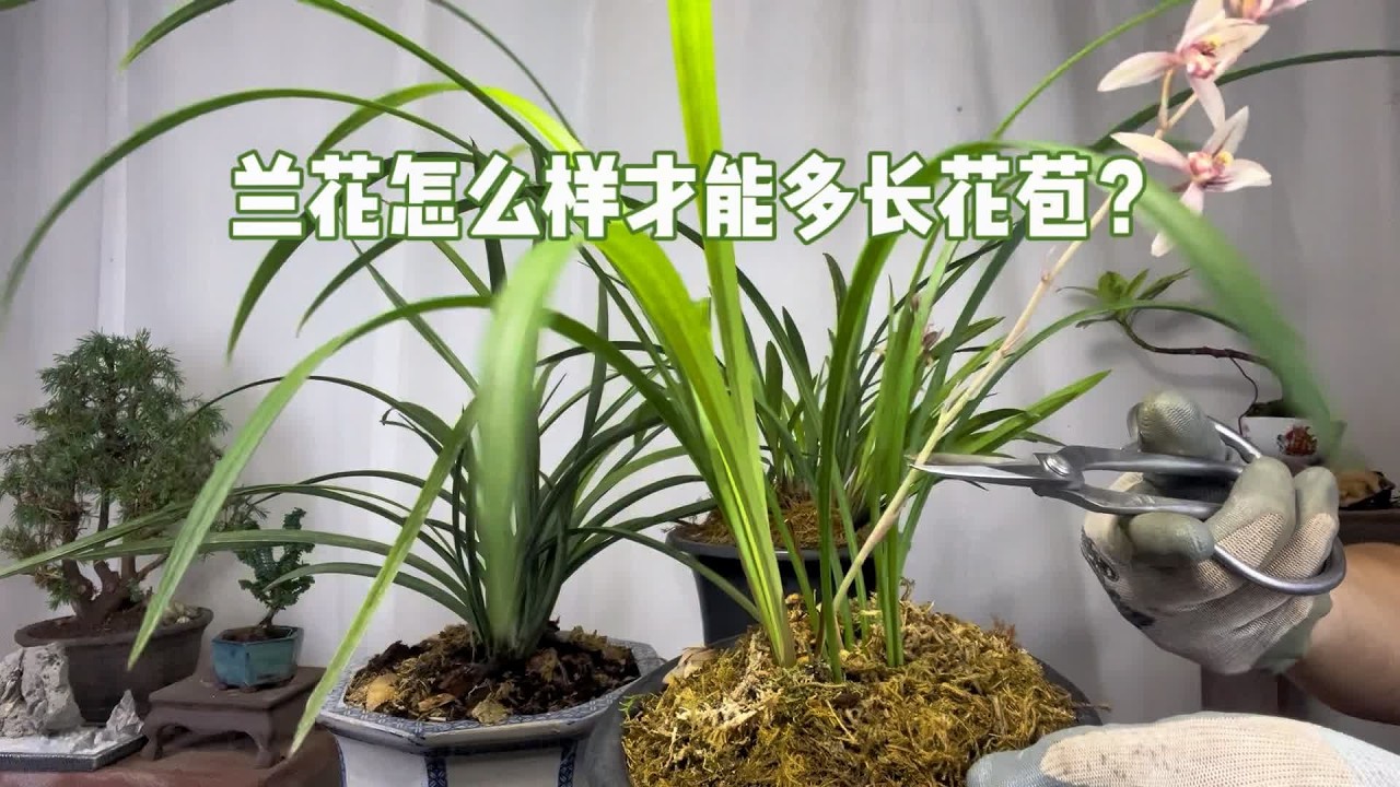 兰花怎么养才能多长花苞？简单实用！新手赶紧看看 #阳台养兰 #兰草 #国兰 #兰花种植 #兰花日常管理 #蕙兰 #兰花多长花 #花卉盆栽绿植 #养花小知识 #园艺