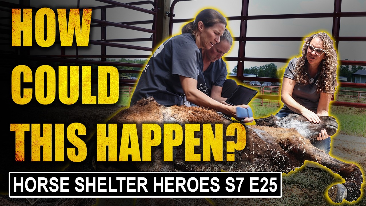 He Was Only a Yearling... and Already Dying I Horse Shelter Heroes - S7 E25