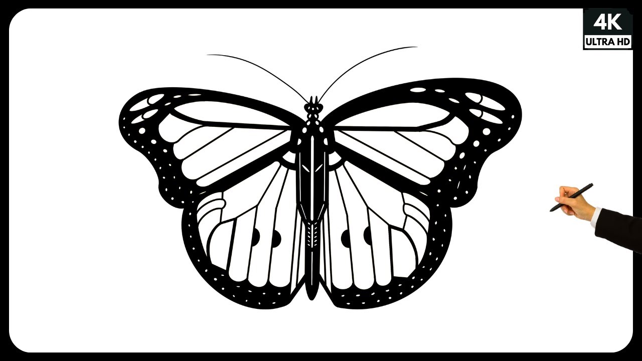 How to Draw Butterfly | Beautiful Butterfly Step by Step Drawing Tutorial | Drawing for beginners