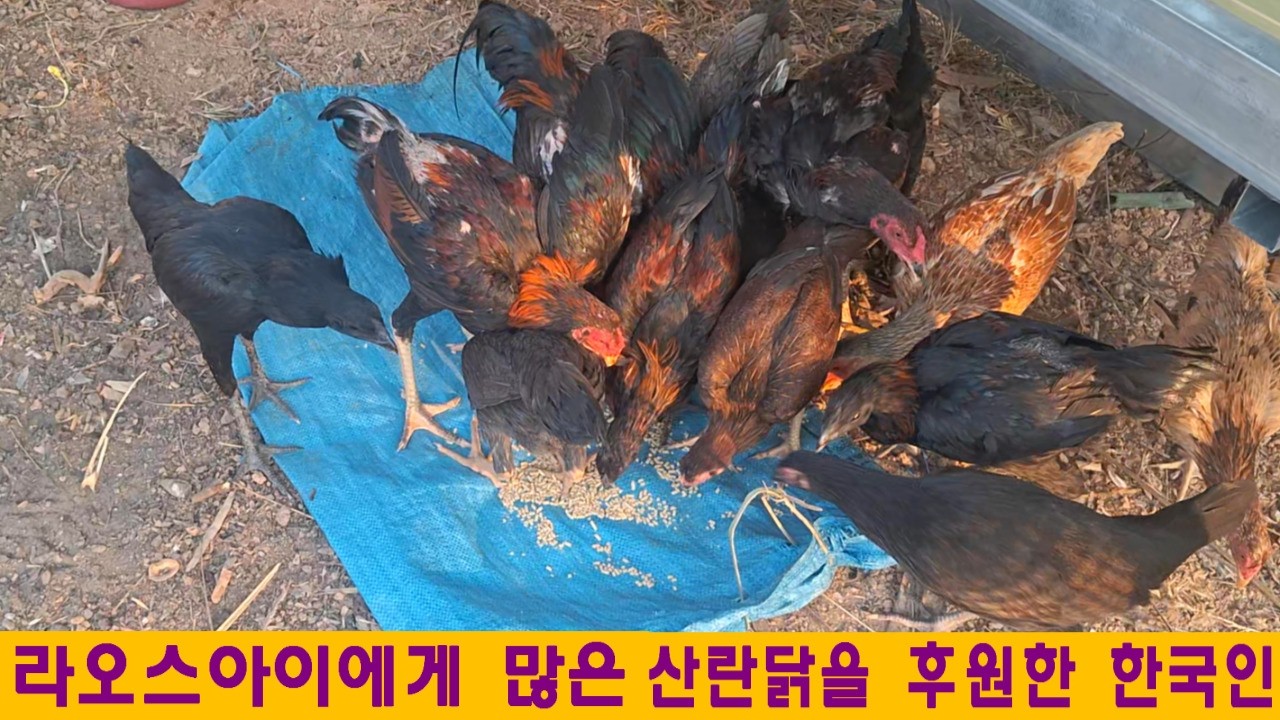 미나2집(14):라오스아이에게 많은 닭을 후원한 한국인(진태규님 후원, feat:라오스의 선거)