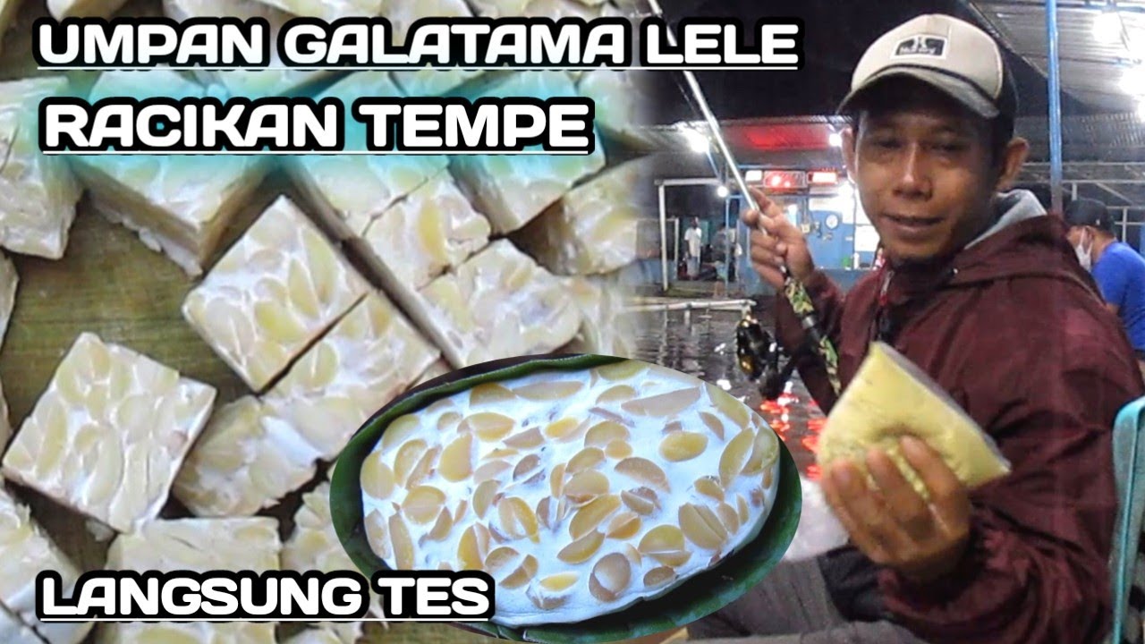 RACIKAN TEMPE UMPAN GALATAMA LELE ANTI ZONK