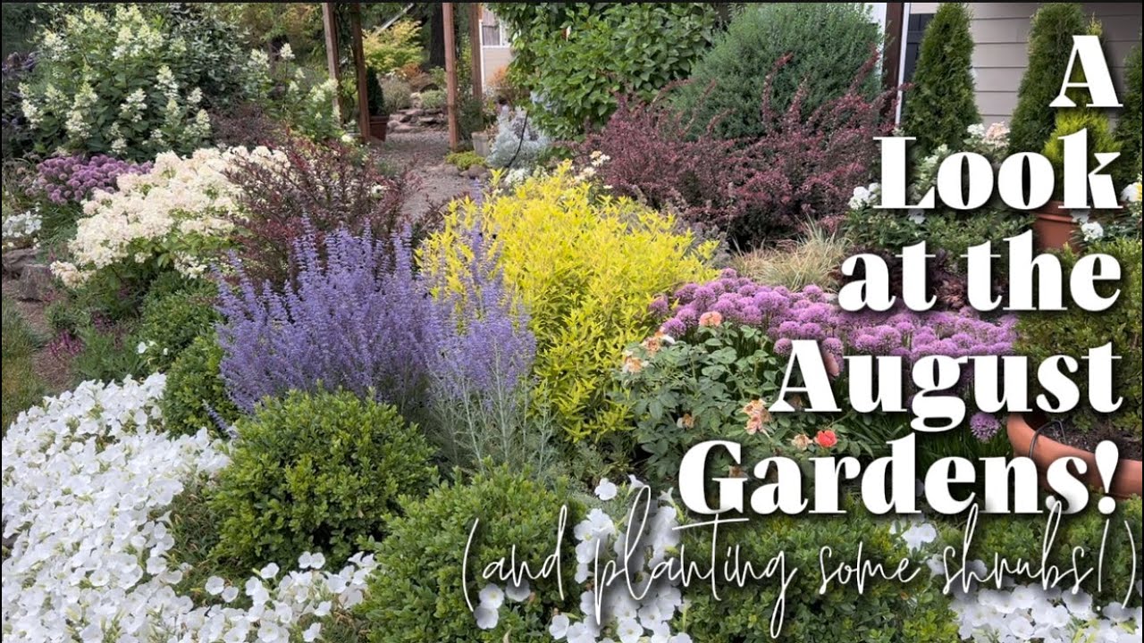 A Tour Around the August Garden and Planting ‘Mellow Yellow’ Spirea 