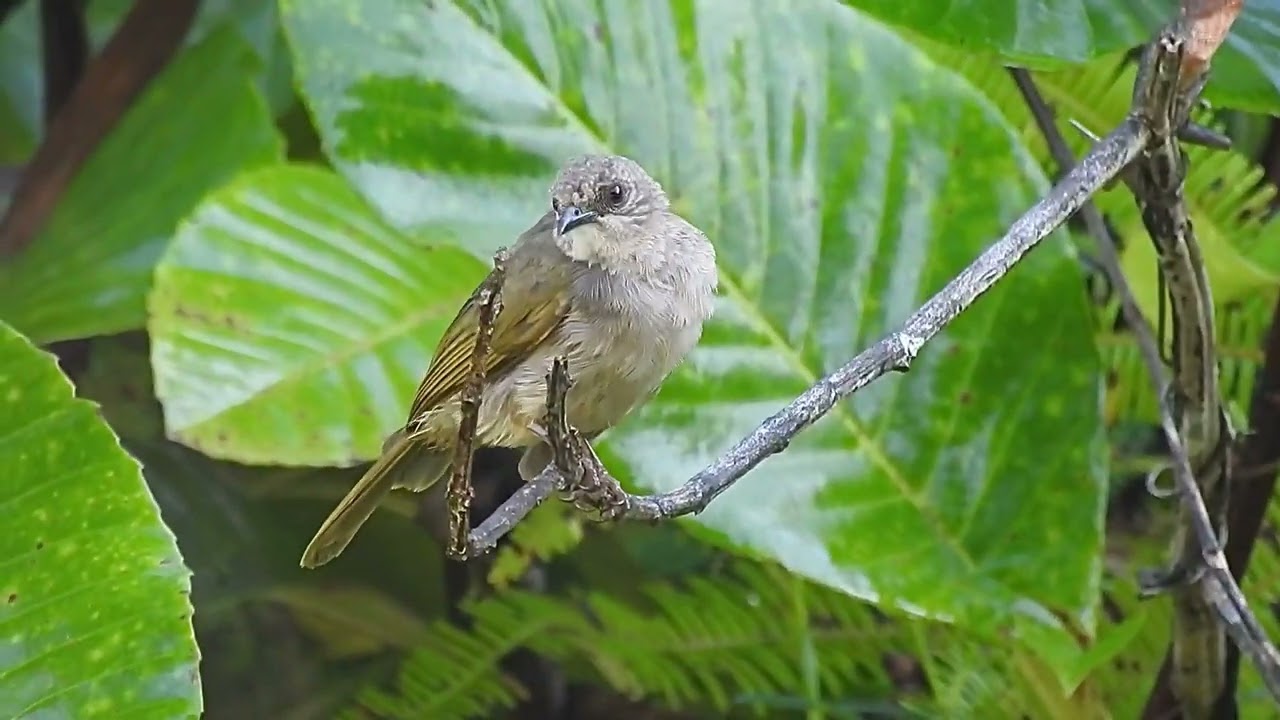 Olive-Winged Bulbul