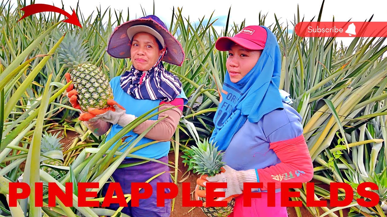 PINEAPPLE FIELDS IN LIBONA BUKIDNON PHILIPPINES 2024