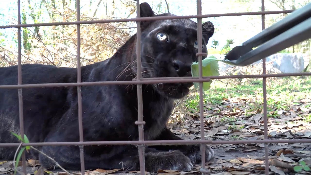 Do Big Cats Like Fresh Oregano?