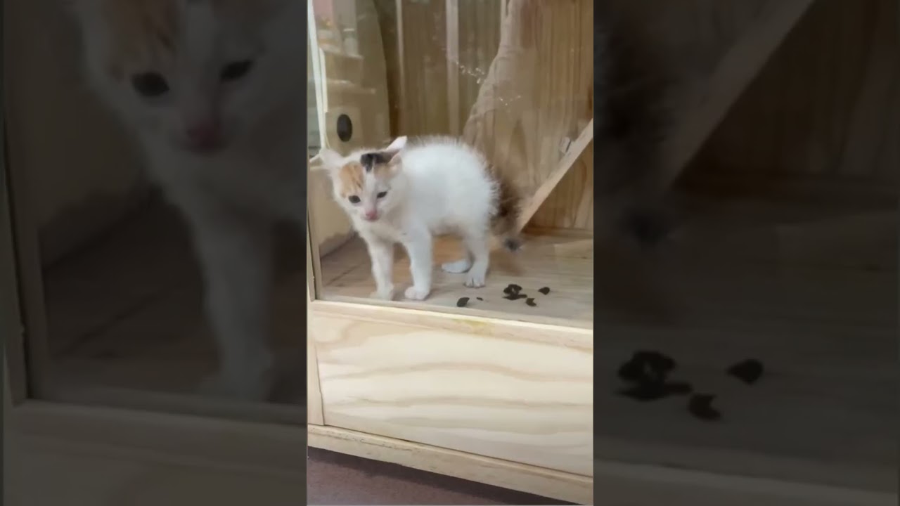 grumpy kittens in the shop window #cat #kitten #hissy