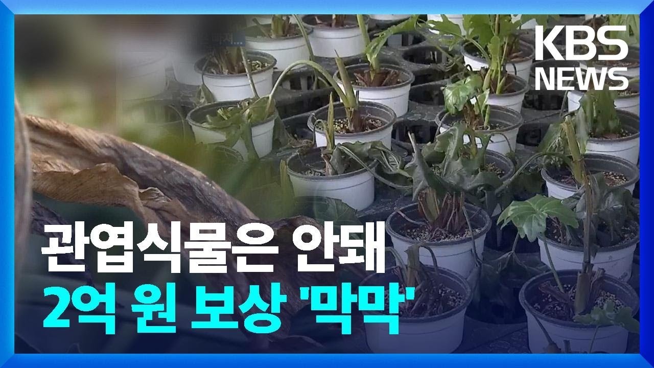 관엽식물은 안돼 2억 원 보상 '막막' / KBS  2024.12.21.