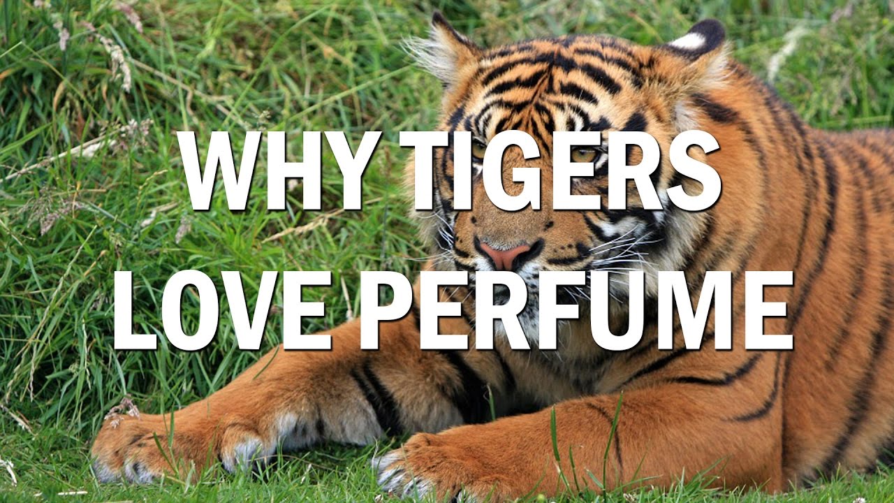 The Surprising Way to Get Tigers to Pose for Photos: Nerdy Chemistry Edition