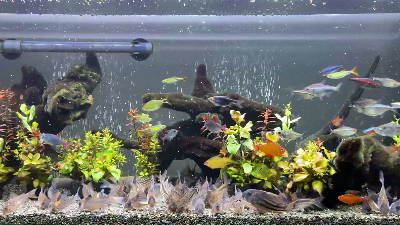 Relaxing Aquarium 1640 / 熱帯魚50種混泳水槽 アクアリウム ディナータイム 4K