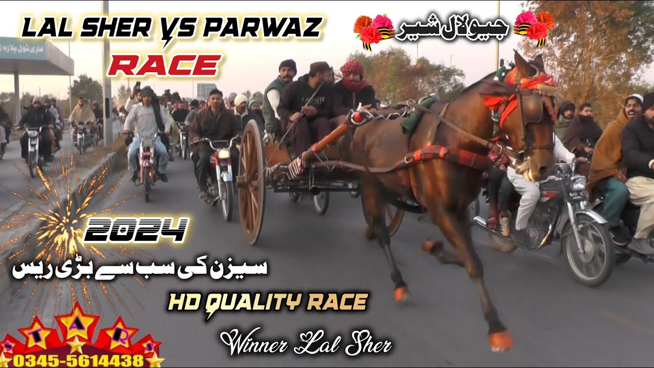 Sawa Parwaz VS Lal Sher horse Race in Pakistan Lal Sher Vs Sawa Parwaz Horse Race #horse #viral